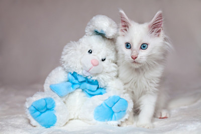 白色的小猫和一只玩具兔子坐在一起