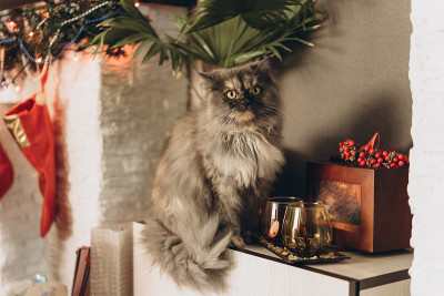 毛绒绒的猫在新年树的背景，散焦从一个花环。选择性对焦，胶片和颗粒照片