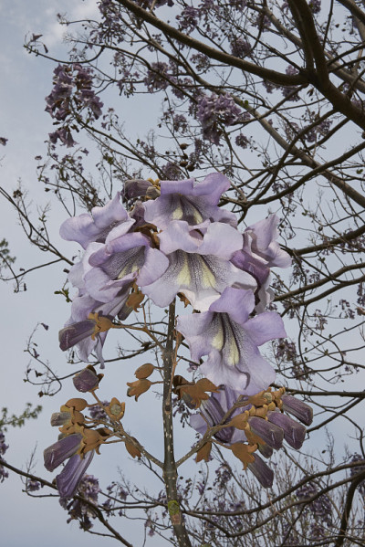 泡桐树的丁香花