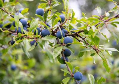 Spiny prunus