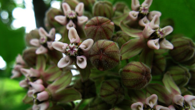 森林花花梗