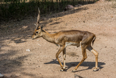 黑羚(Antilope cervicapra)，也被称为印度羚羊，是一种原产于印度和尼泊尔的羚羊
