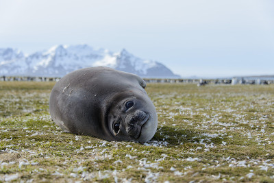 海狗