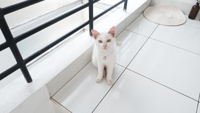 白色的猫