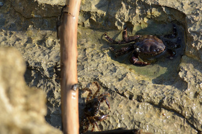 海岸蟹(Pachygrapsus marmoratus)在海岩石上