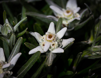 雪绒花