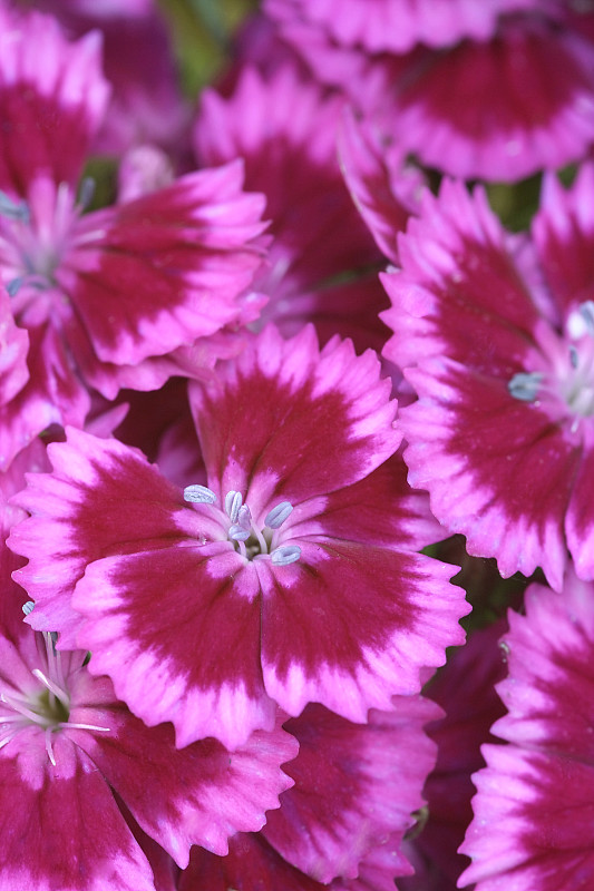 甜蜜的威廉