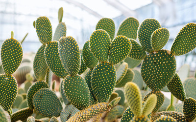 植物园中的兔耳仙人掌或小仙人掌