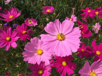 蜜蜂宇宙花盛开在花园里