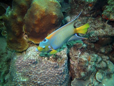 女王天使鱼(Holacanthus ciliaris)