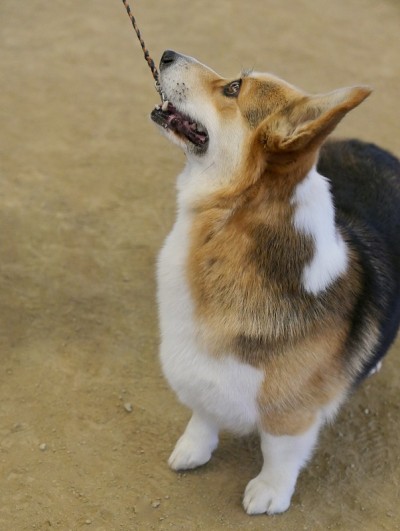 彭布罗克威尔士科基犬