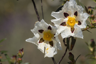岩蔷薇ladanifer花