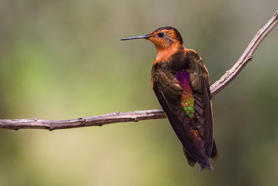 Aglaeactis cupripennis，闪亮的阳光。橙色的蜂鸟在树枝上休息