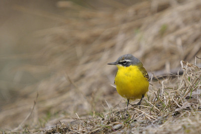 西部黄Wagtail(莫塔西拉黄)