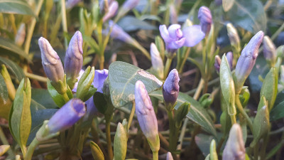 小长春花-长春花的紫蓝色花。