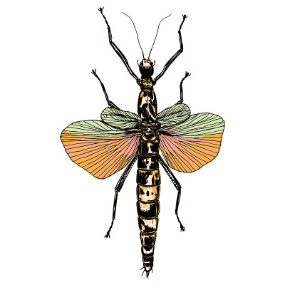 Color insects bug. Colourful species in vintage ol