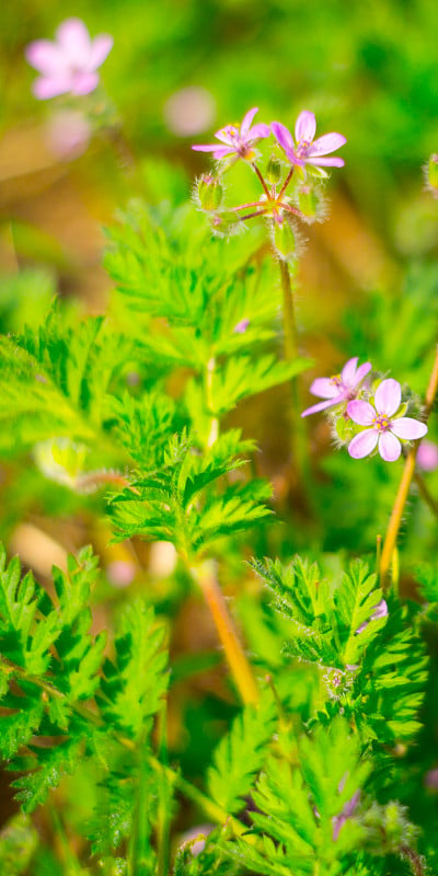 Erodium普通。ERODIUM CICUTARIUM。具有药用价值的花。这种药用于传统和非传统医