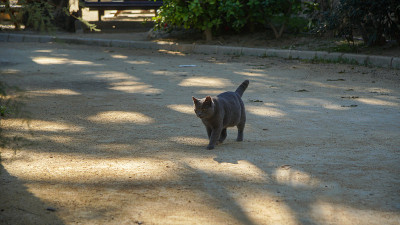 黑猫在花园里散步
