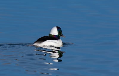 A Male Bufflehead Swimming on a Pond in the Mornin
