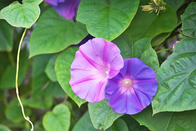 牵牛花