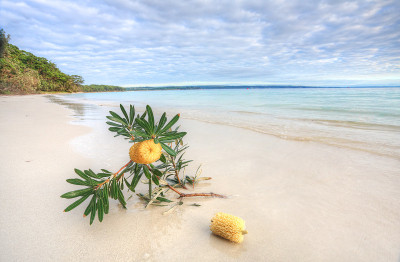 海滩上的Banksia Serrata