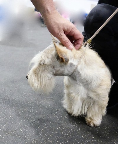 的犬