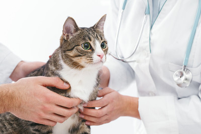 女人和男人的手抚摸和拥抱可爱有趣的猫