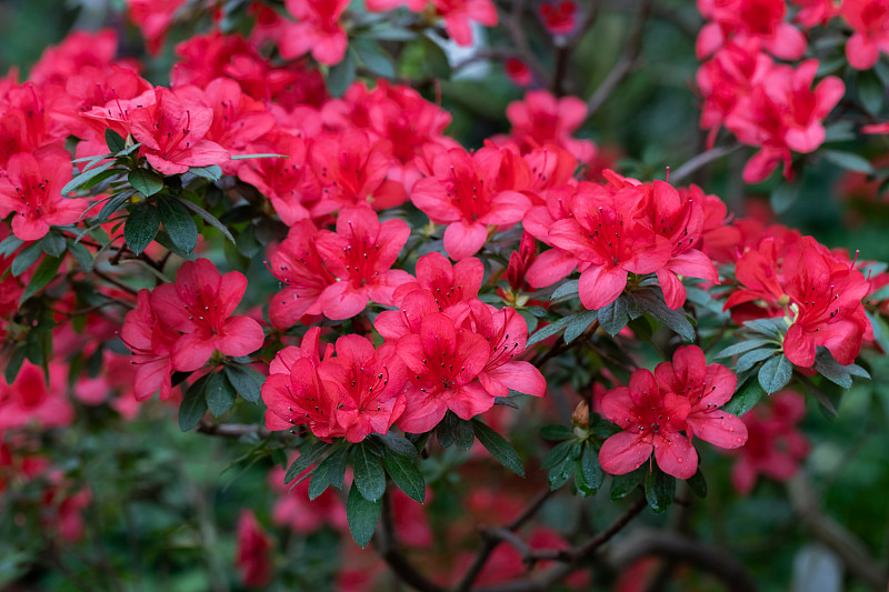 杜鹃花的热带花朵。