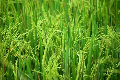 稻田里的水稻是新鲜的，可以收割了