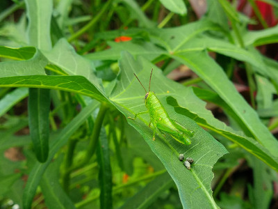 Acrididae