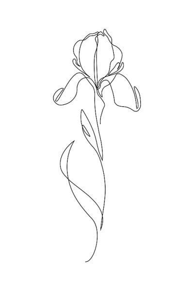 虹膜花
