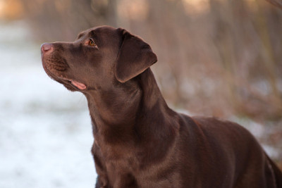 犬种拉布拉多寻回犬，巧克力色