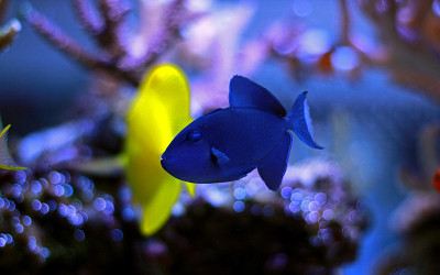 尼日尔Triggerfish (Odonus Niger)