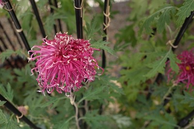 菊花-“伊势菊”淡紫色和黄色