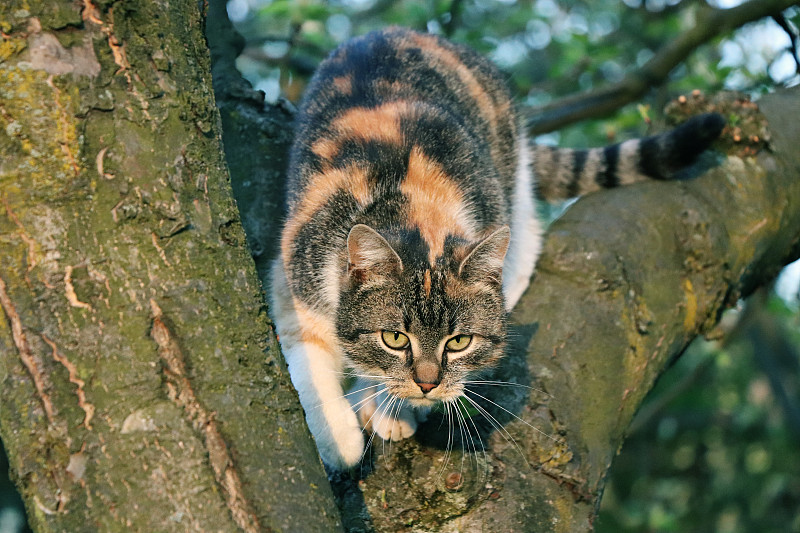 一只从树上跳下来的猫。她是如此顽皮的小猫