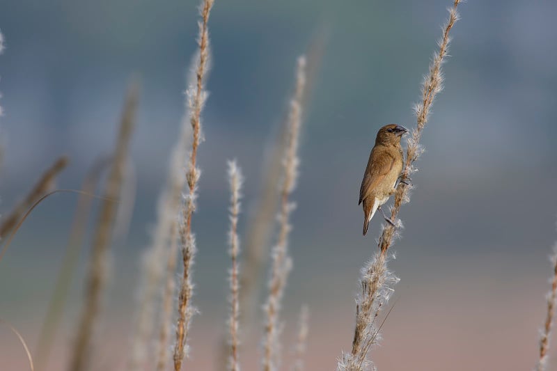 Scaly-breasted munia