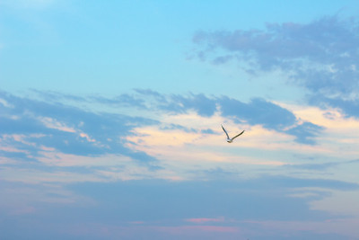天空中的海鸥
