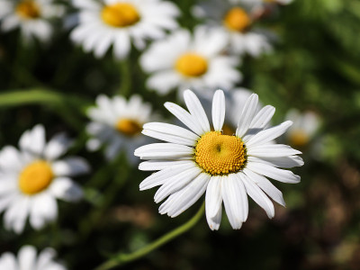 雏菊花
