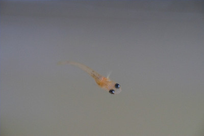 长江鳉鱼鱼苗