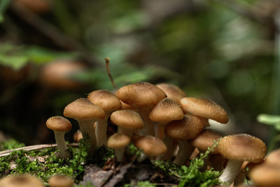 蜂蜜木耳。森林蘑菇。