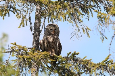 乌拉尔猫头鹰(Strix uralensis)瑞典