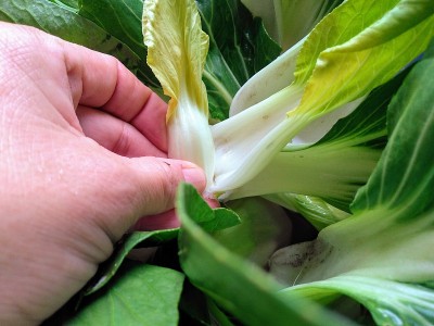蔬菜