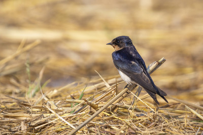 在自然背景上的谷仓燕子(Hirundo rustica)的图像。鸟。的动物。