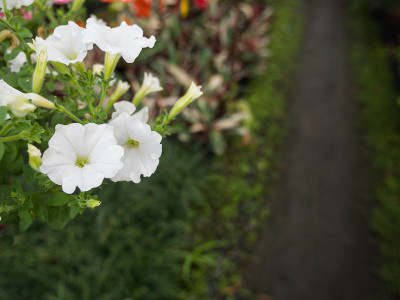白色矮牵牛花悬挂