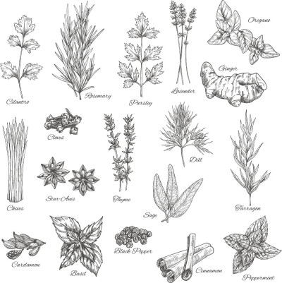 香料和草药矢量素描图标