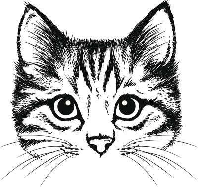 一只小猫的黑白肖像