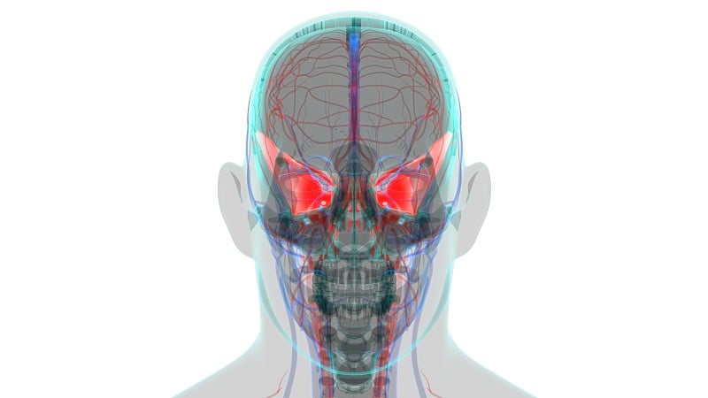 人类骨骼头骨蝶骨解剖学的医学概念