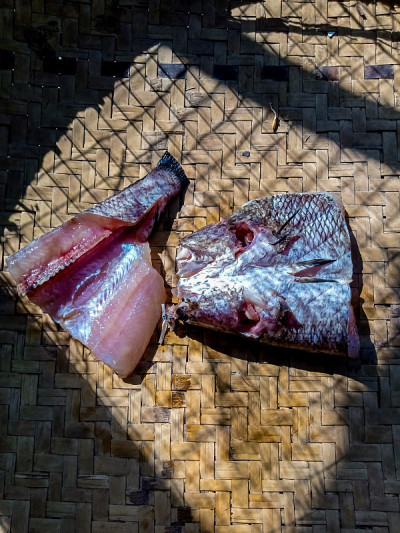 Haruan鱼