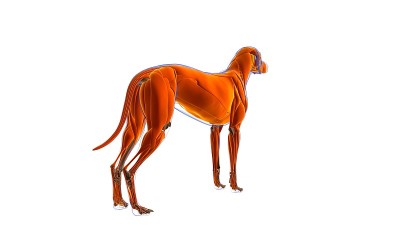 狗肌肉解剖医学概念3D