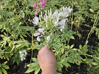 女人在花园里采摘粉红色的花，采摘的是蒺藜或蜘蛛花